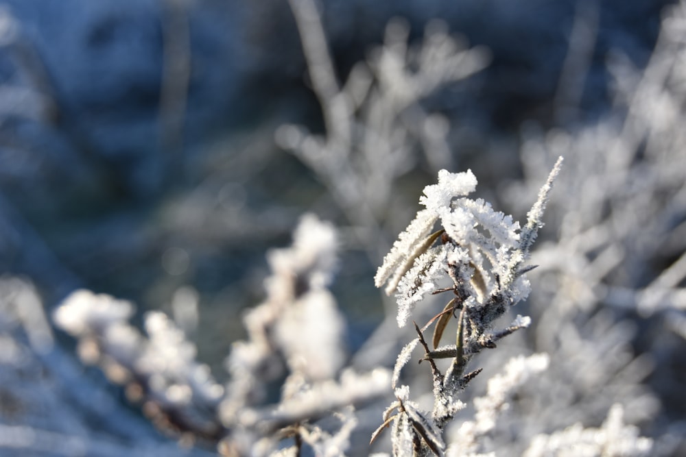 a close up of a plant covered in snow