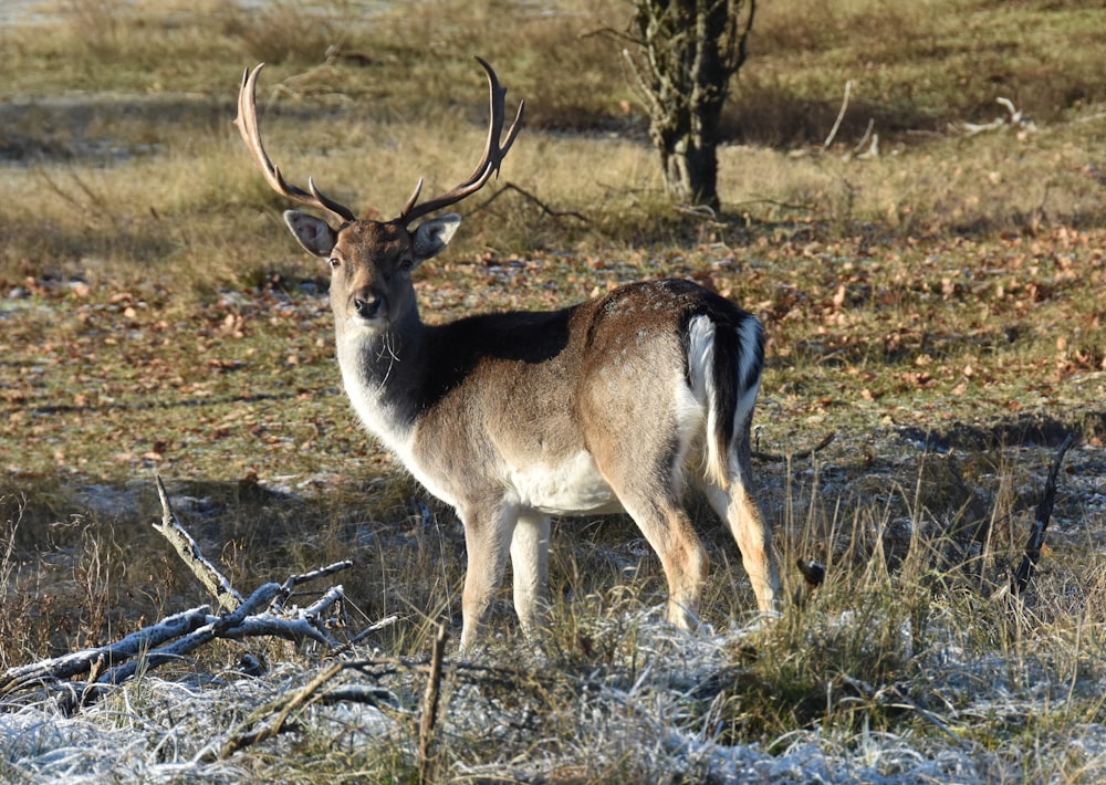 a deer standing in a field covered in snow