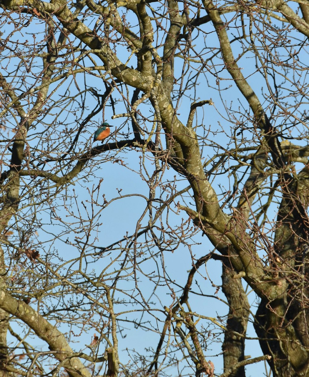 a bird is perched on a tree branch