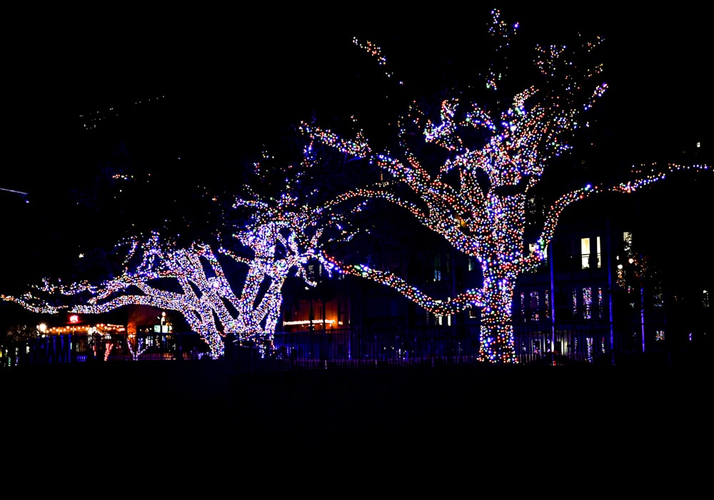 a lit up tree in a park at night