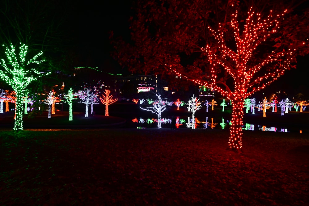 a group of trees lit up with christmas lights