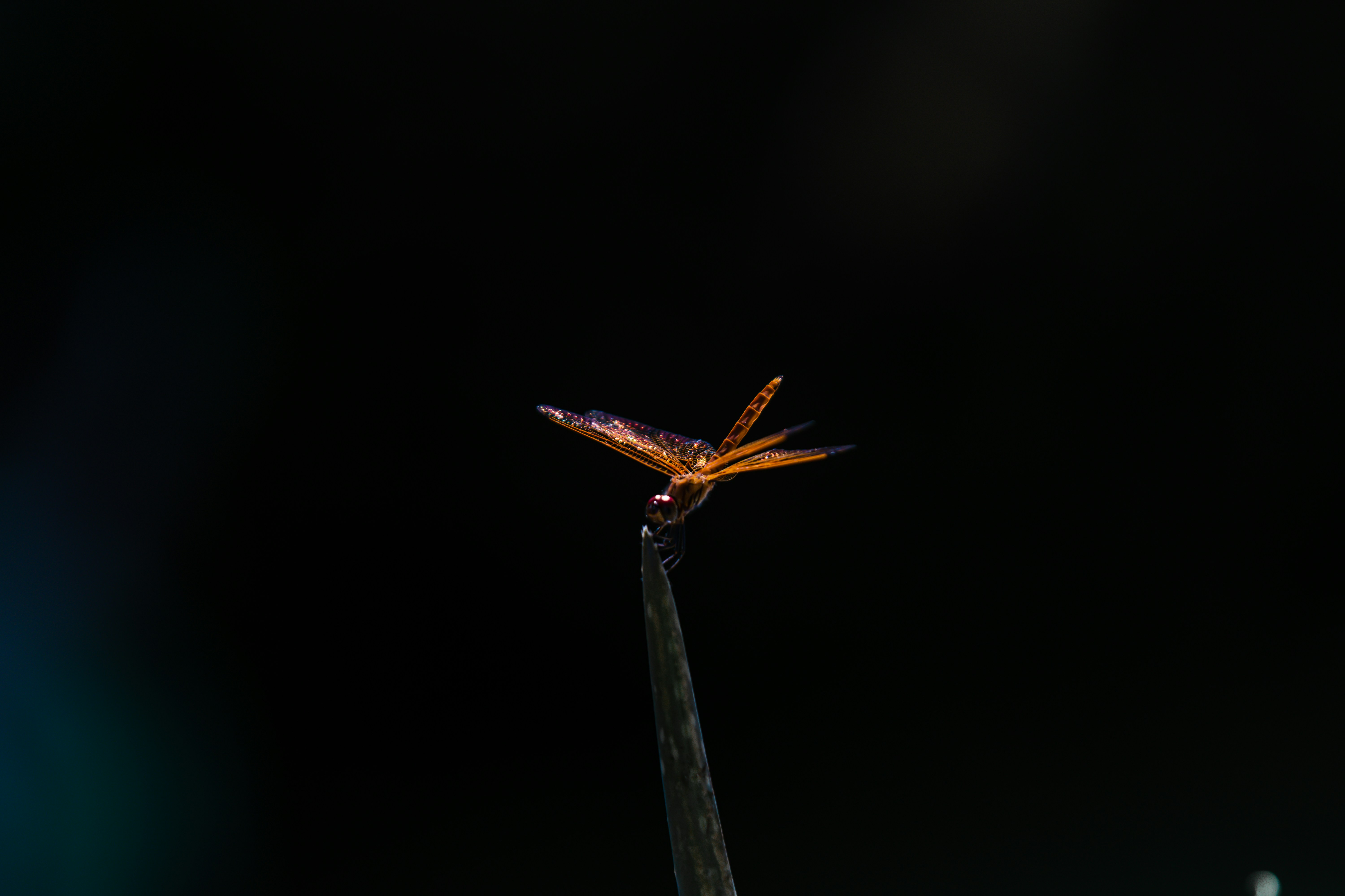 Photo by mattyong03