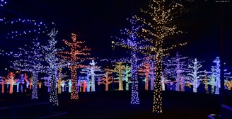a group of trees covered in christmas lights