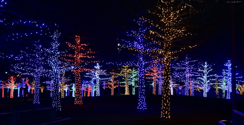 a group of trees covered in christmas lights