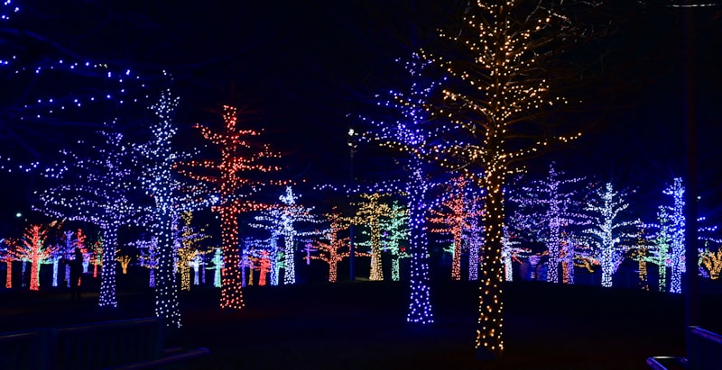 Christmas lights on trees