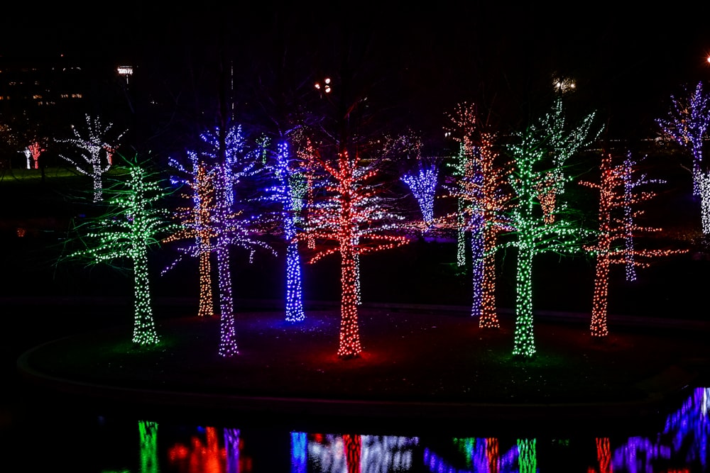 a group of trees that are lit up in the dark
