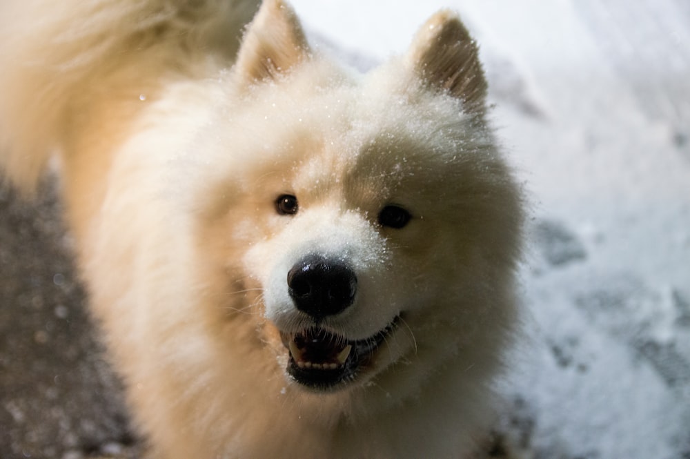 Eine Nahaufnahme eines Hundes mit Schnee im Gesicht