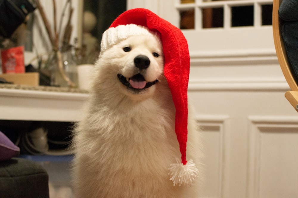 Un piccolo cane bianco che indossa un cappello rosso