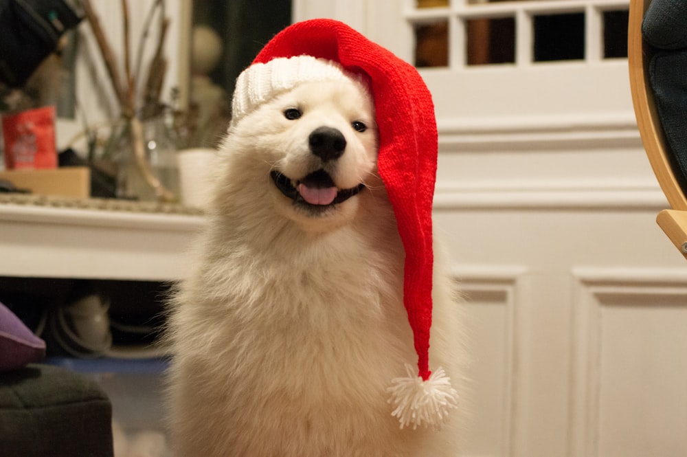 a small white dog wearing a red hat