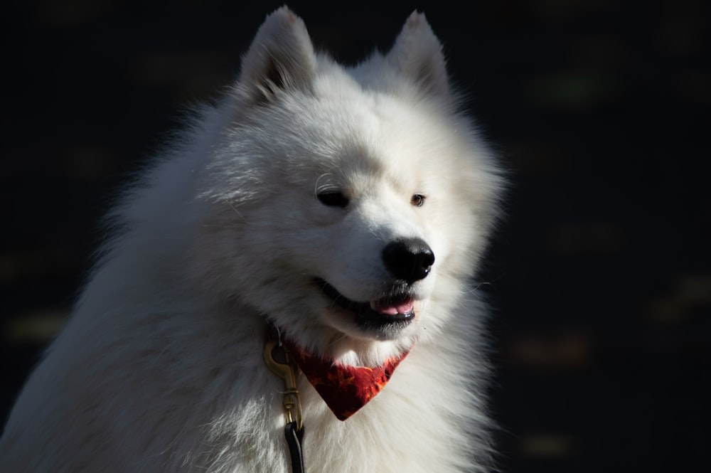 a white dog with a red collar and a black background