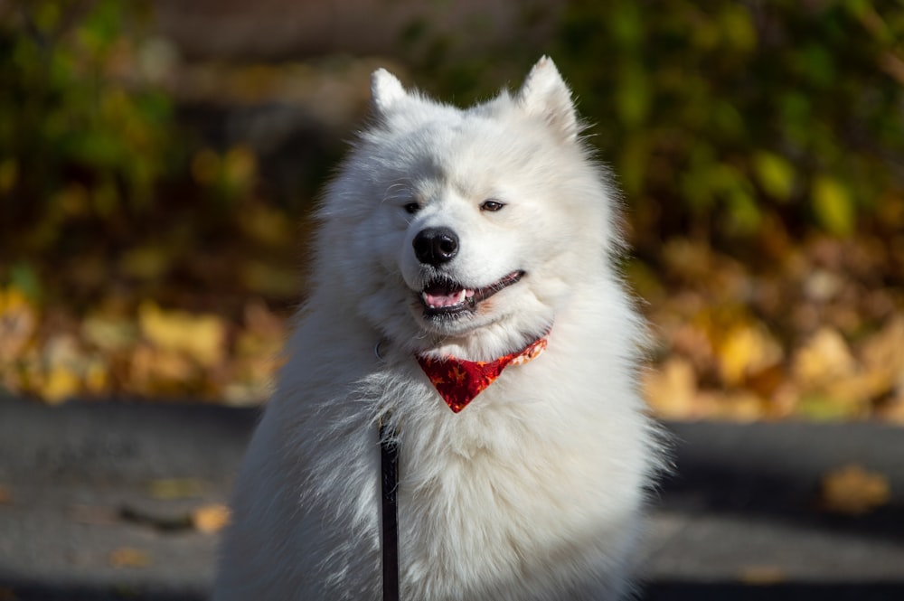 Un perro blanco con una pajarita roja