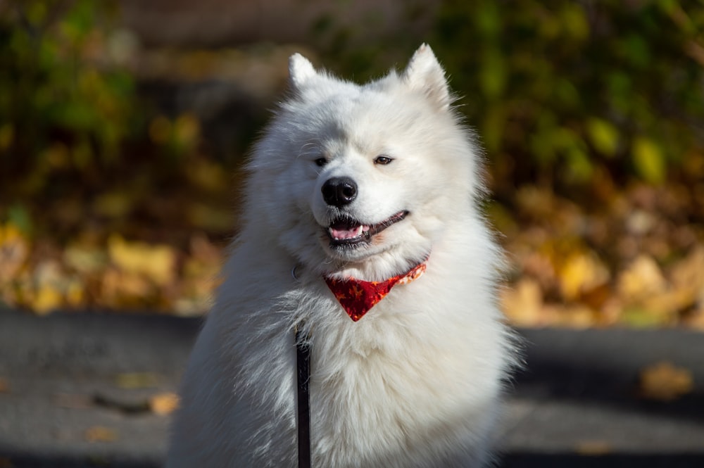 um cão branco vestindo uma gravata borboleta vermelha