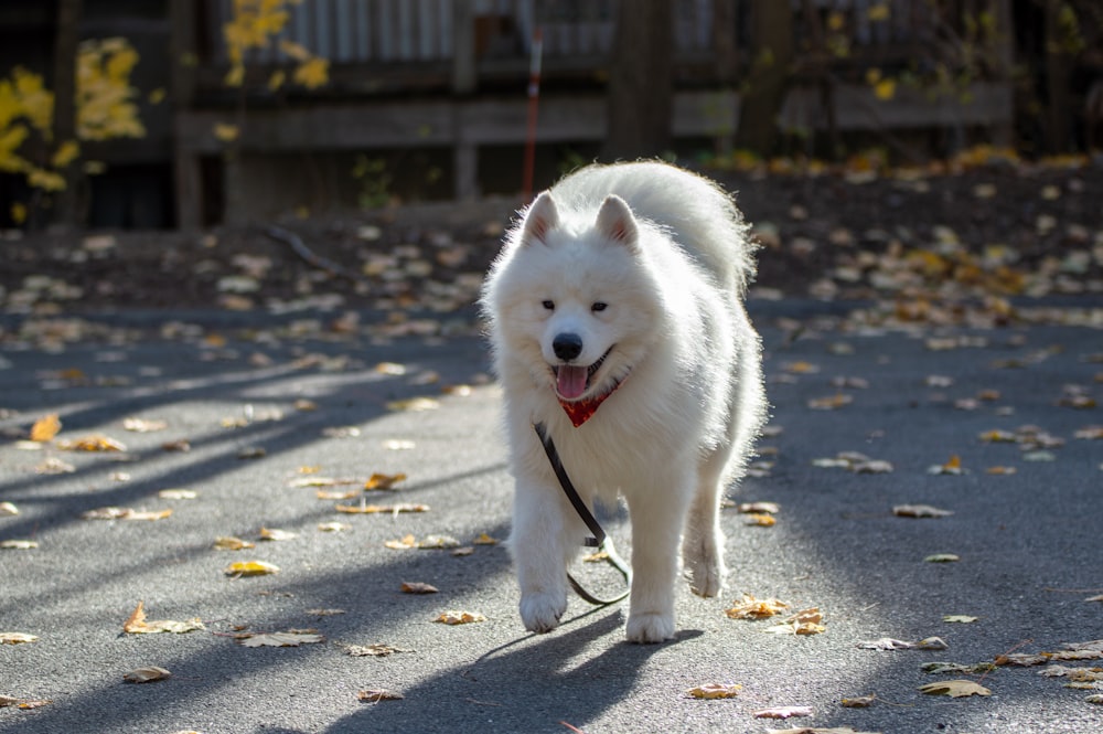 a white dog with a red leash walking down a street