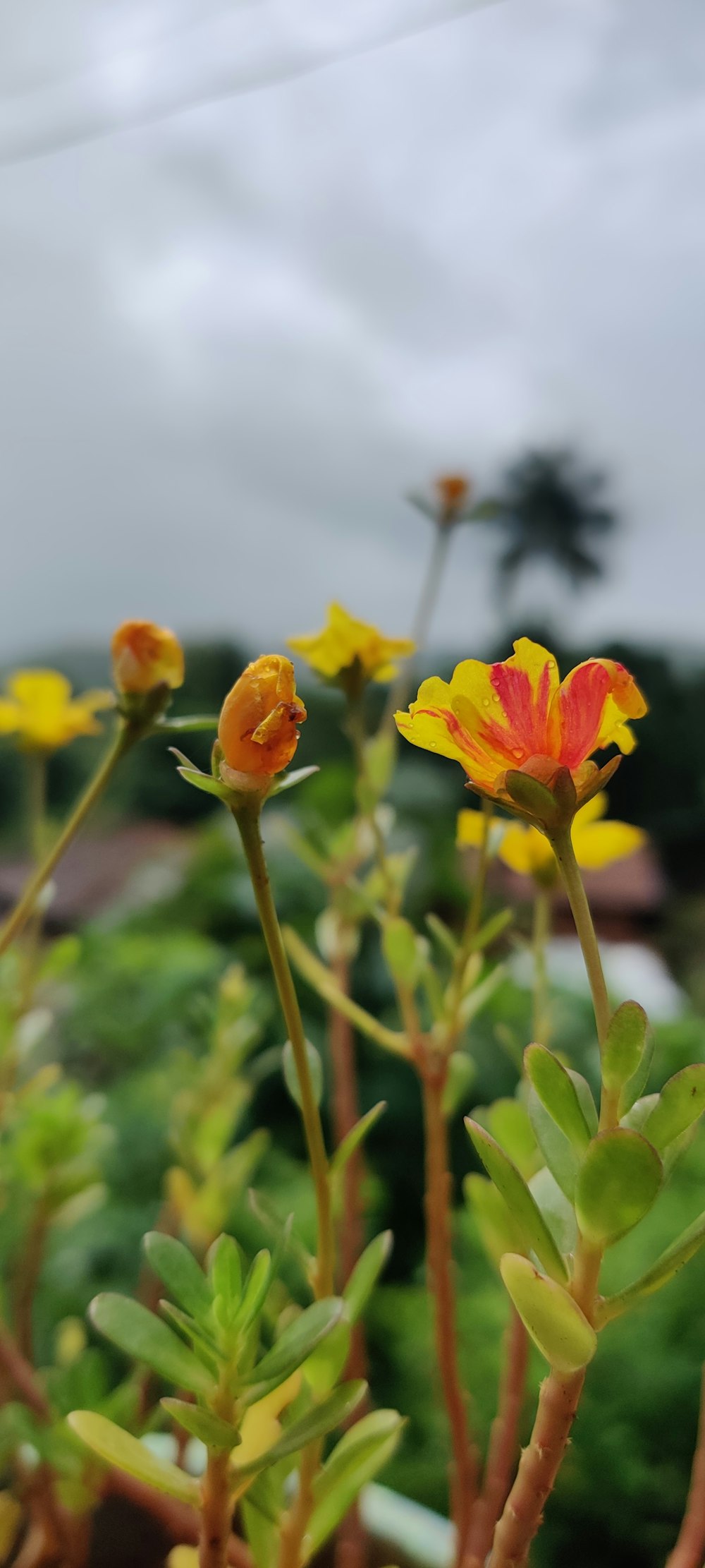 a bunch of flowers that are in a pot