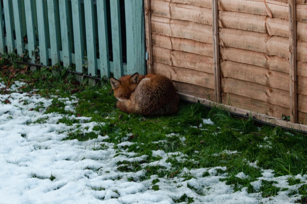 Eine Katze sitzt im Schnee neben einem Zaun