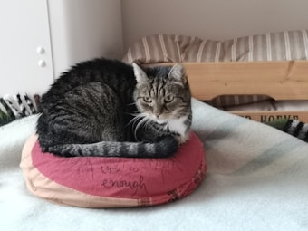 A tabby cat with a white chest and paws is curled up on a round, red cushion. The cushion has text on it that reads 'this is enough.' The background consists of a light-colored blanket and a wooden structure with a striped fabric accent.
