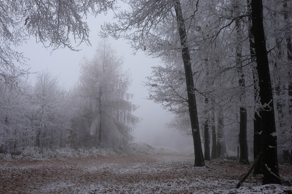 Un bosque brumoso lleno de muchos árboles