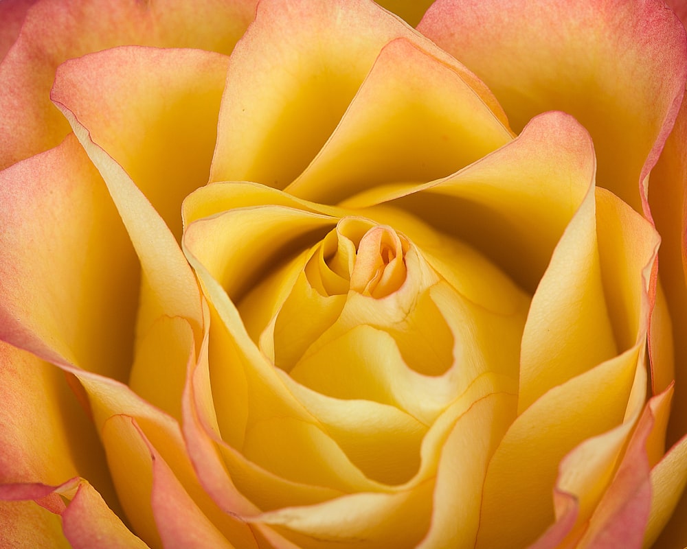 a close up of a pink and yellow rose