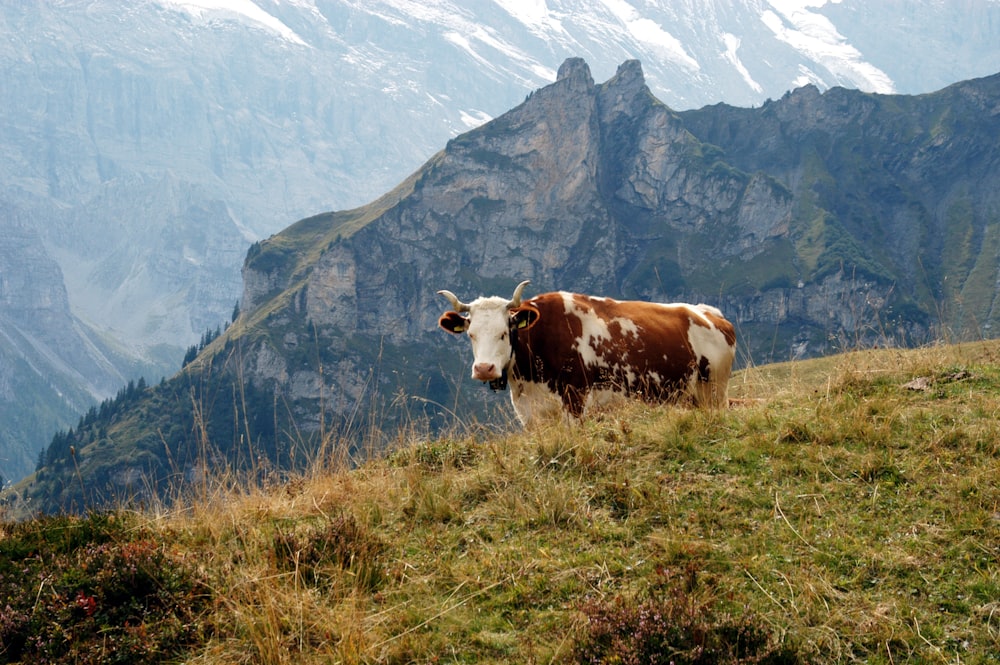a brown and white cow standing on top of a grass covered hillside