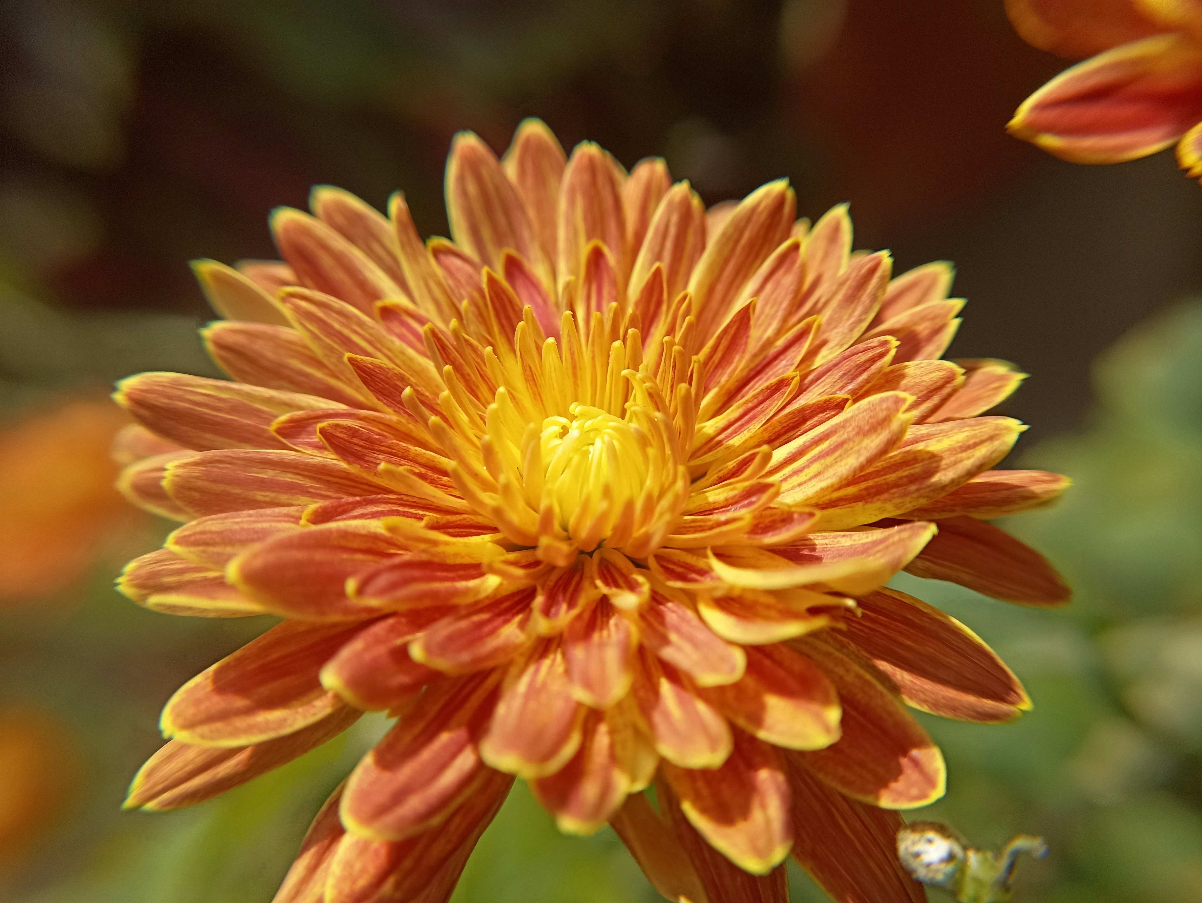 A close up of a yellow and red flower photo Free Dahlia Image on Unsplash