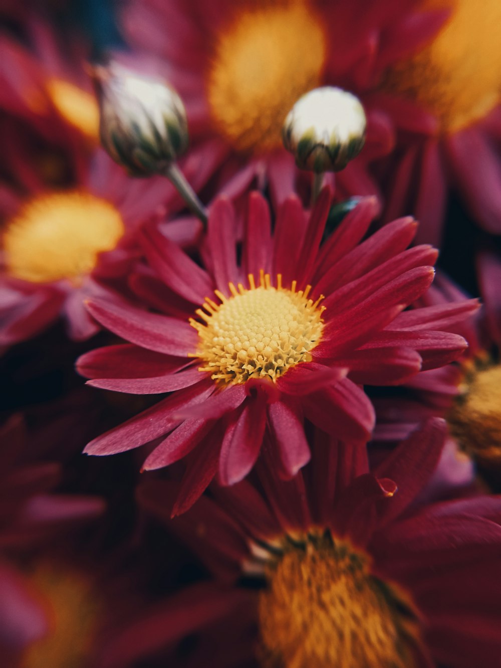 a close up of a bunch of red and yellow flowers