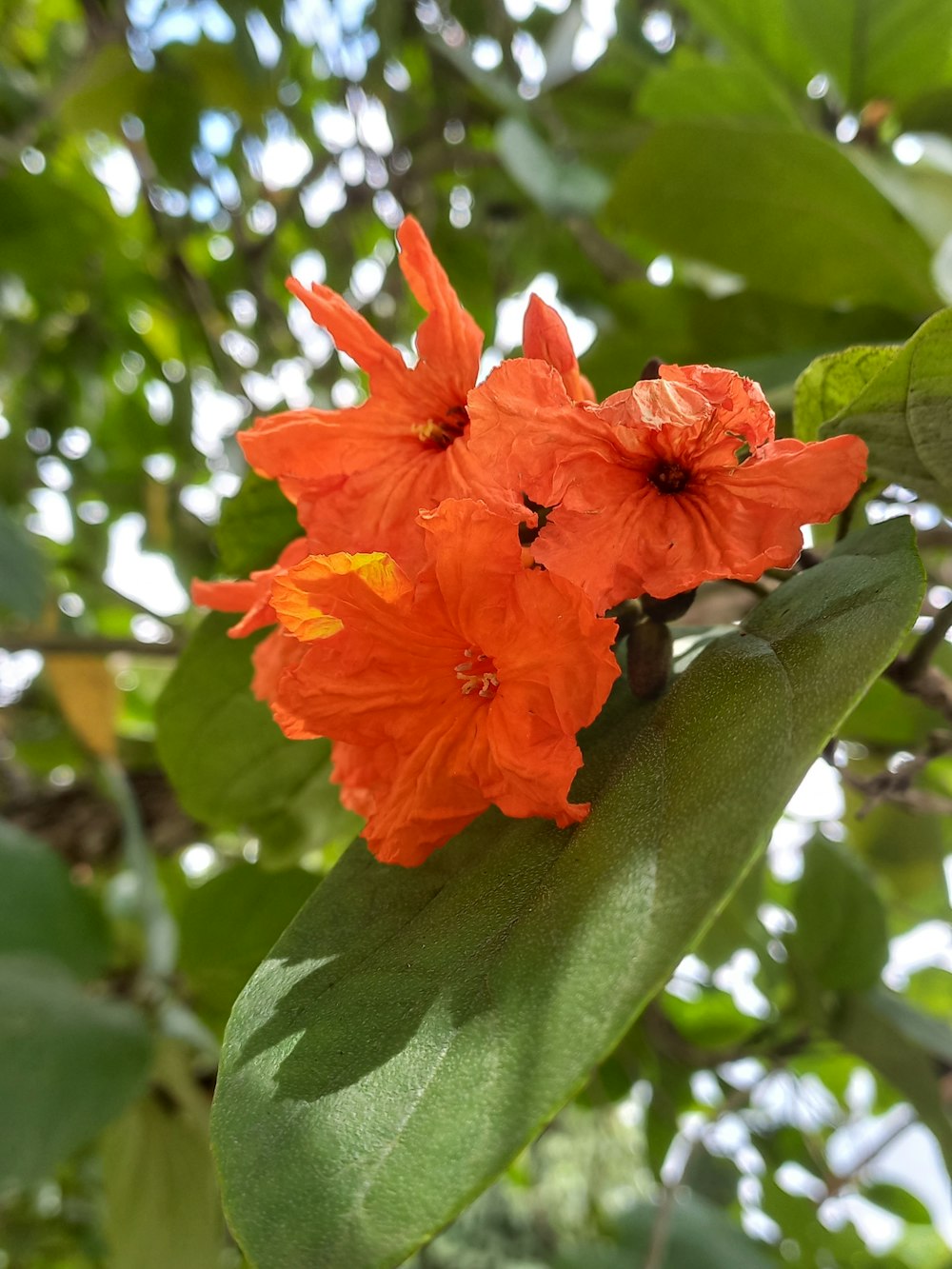 a close up of two orange flowers on a tree
