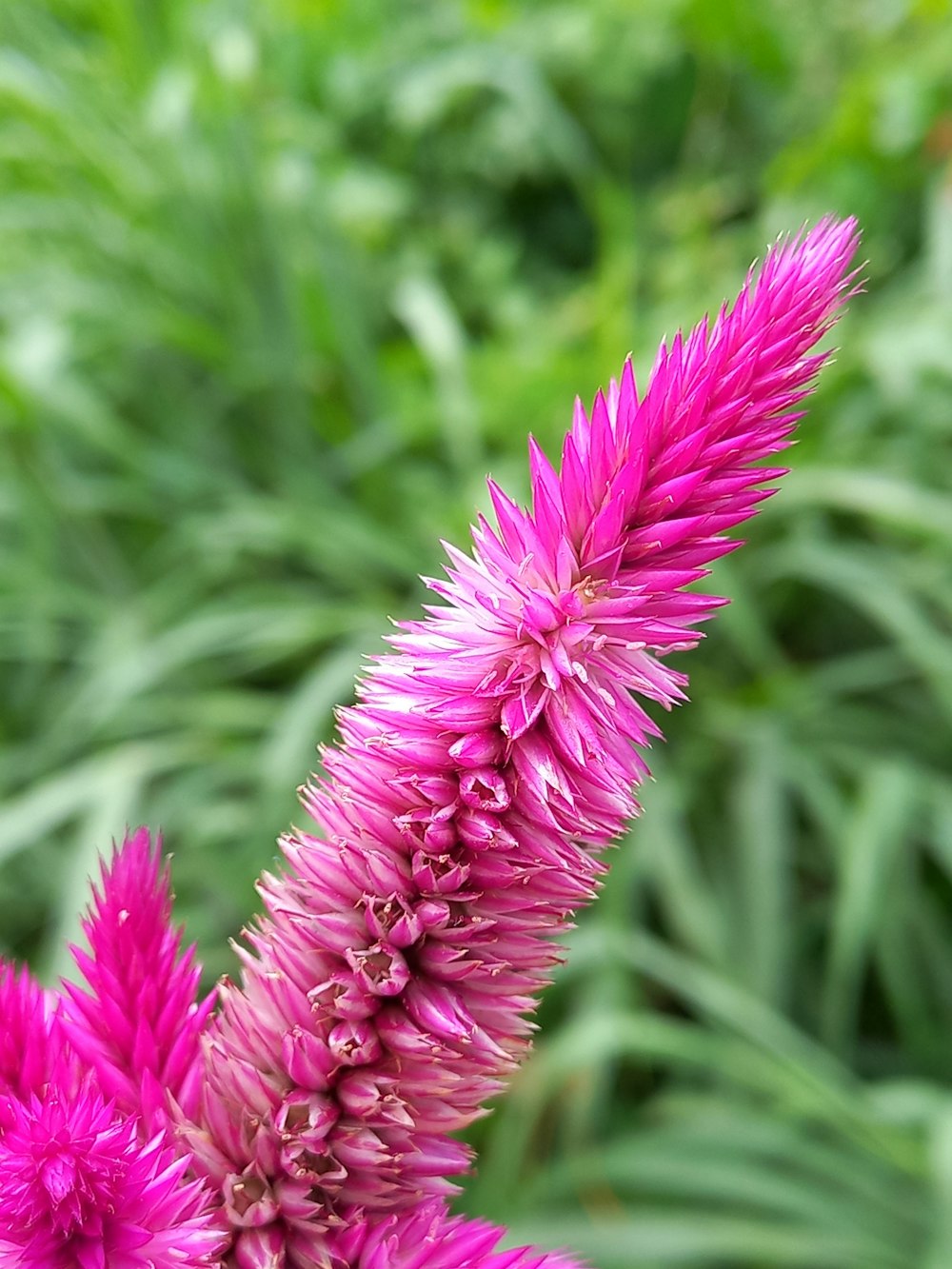 a close up of a pink flower in a field