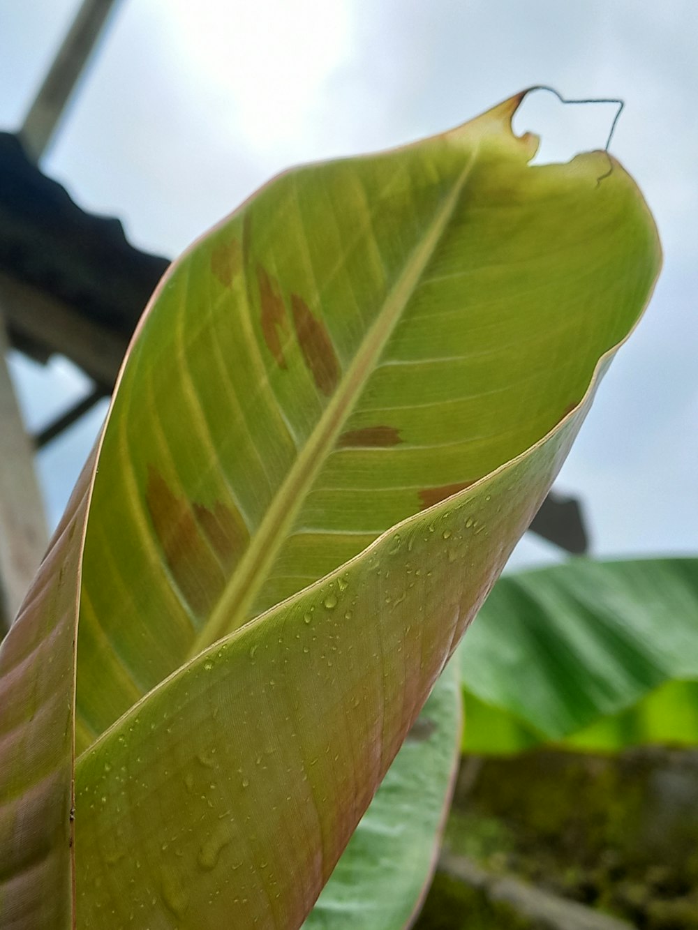 a large green leaf with brown spots on it