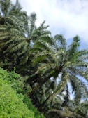 a group of palm trees next to a lush green hillside