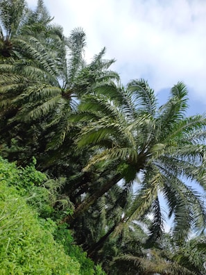 a group of palm trees next to a lush green hillside