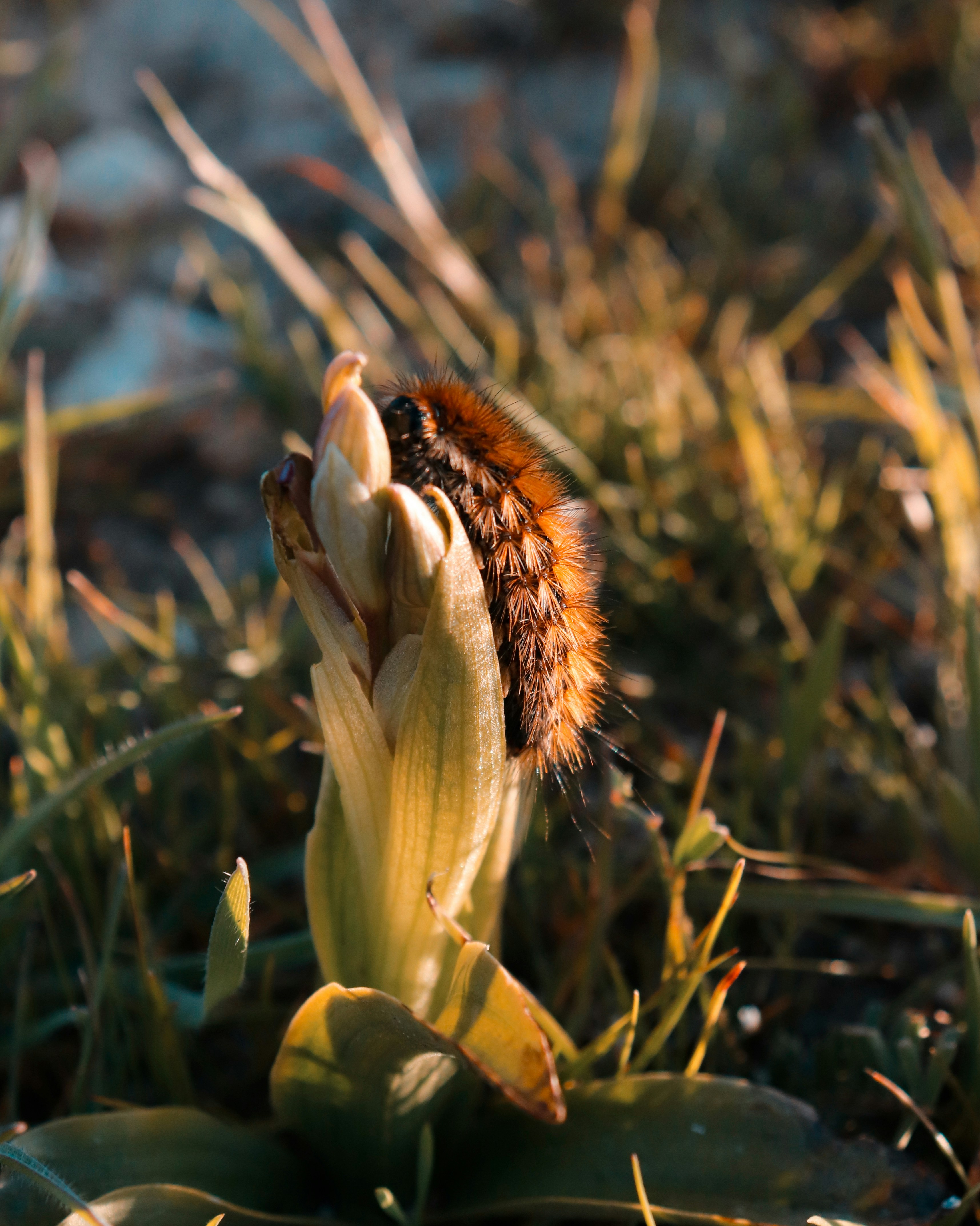 a close up of a flower on the ground