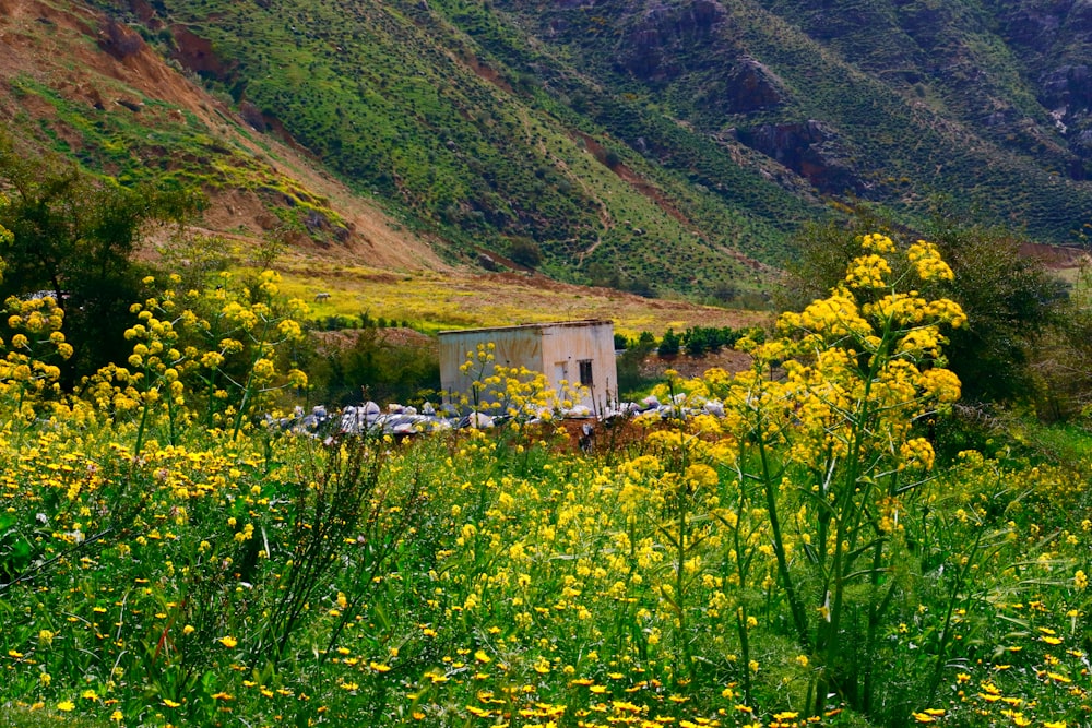 um pequeno edifício em um campo de flores amarelas