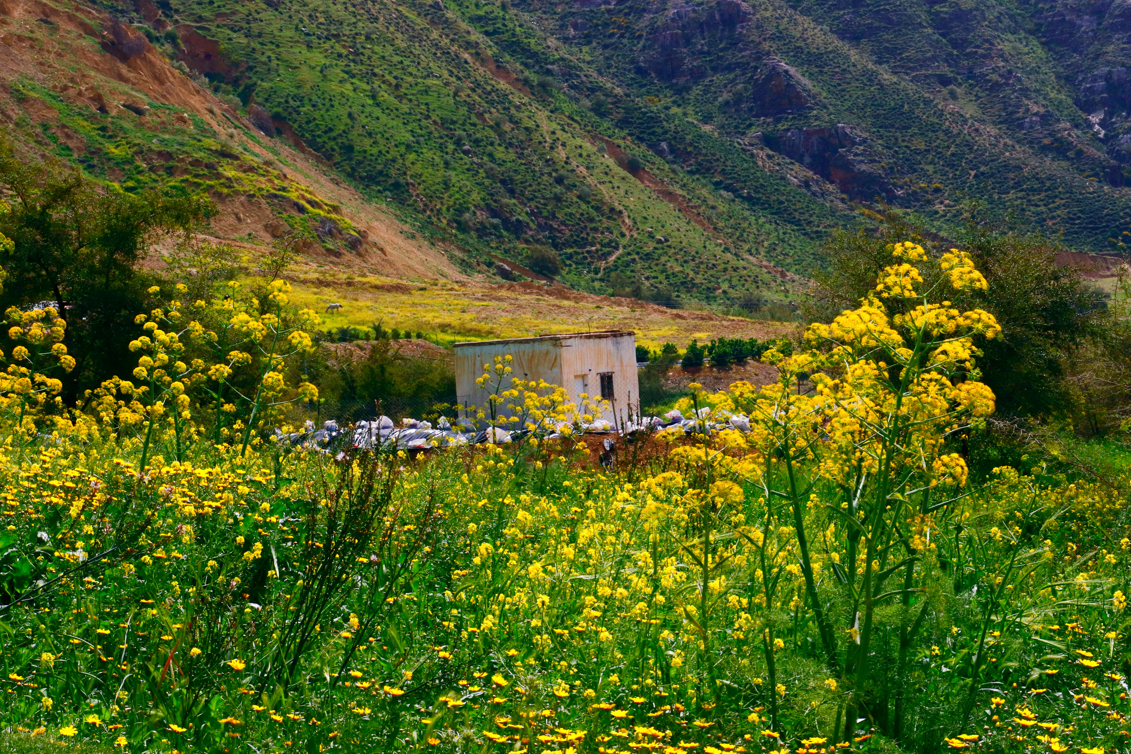 Yellow wildflowers and green slopes around a small building in the hills near Amman, Jordan