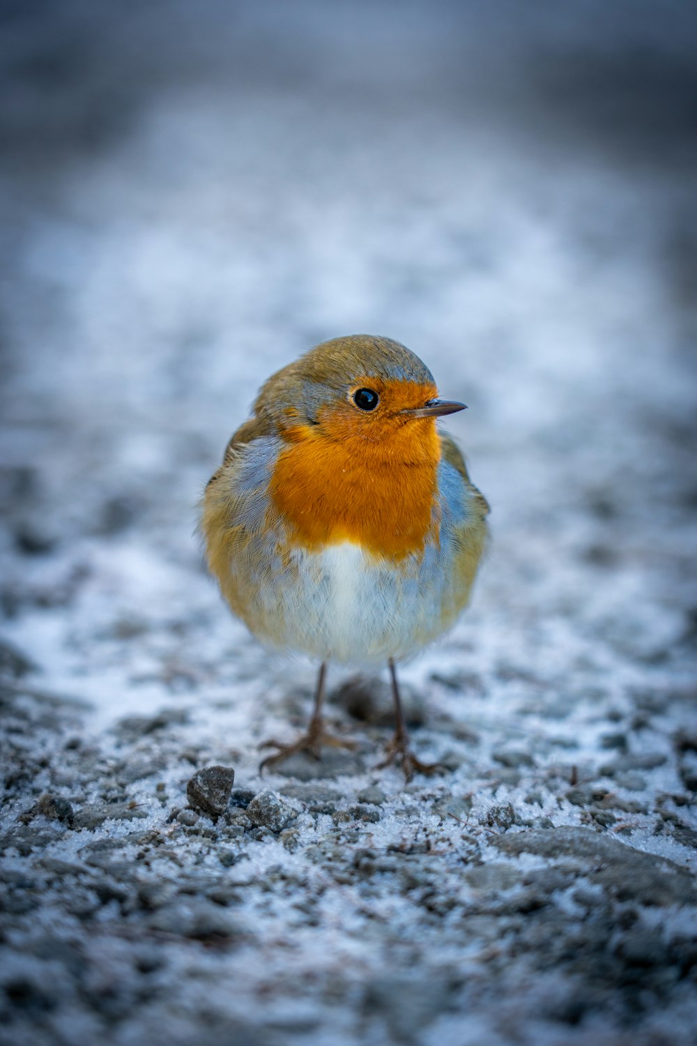 a small orange and blue bird standing in the snow