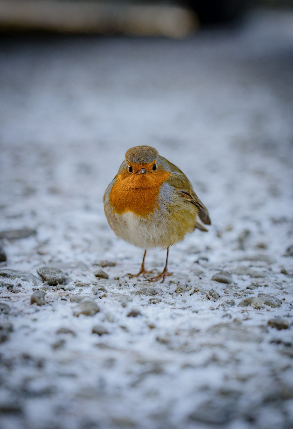 a small bird standing on the ground in the snow