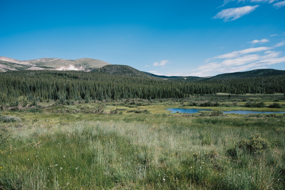 a grassy field with trees and mountains in the background