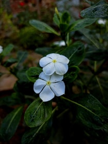 a close up of a white flower with green leaves