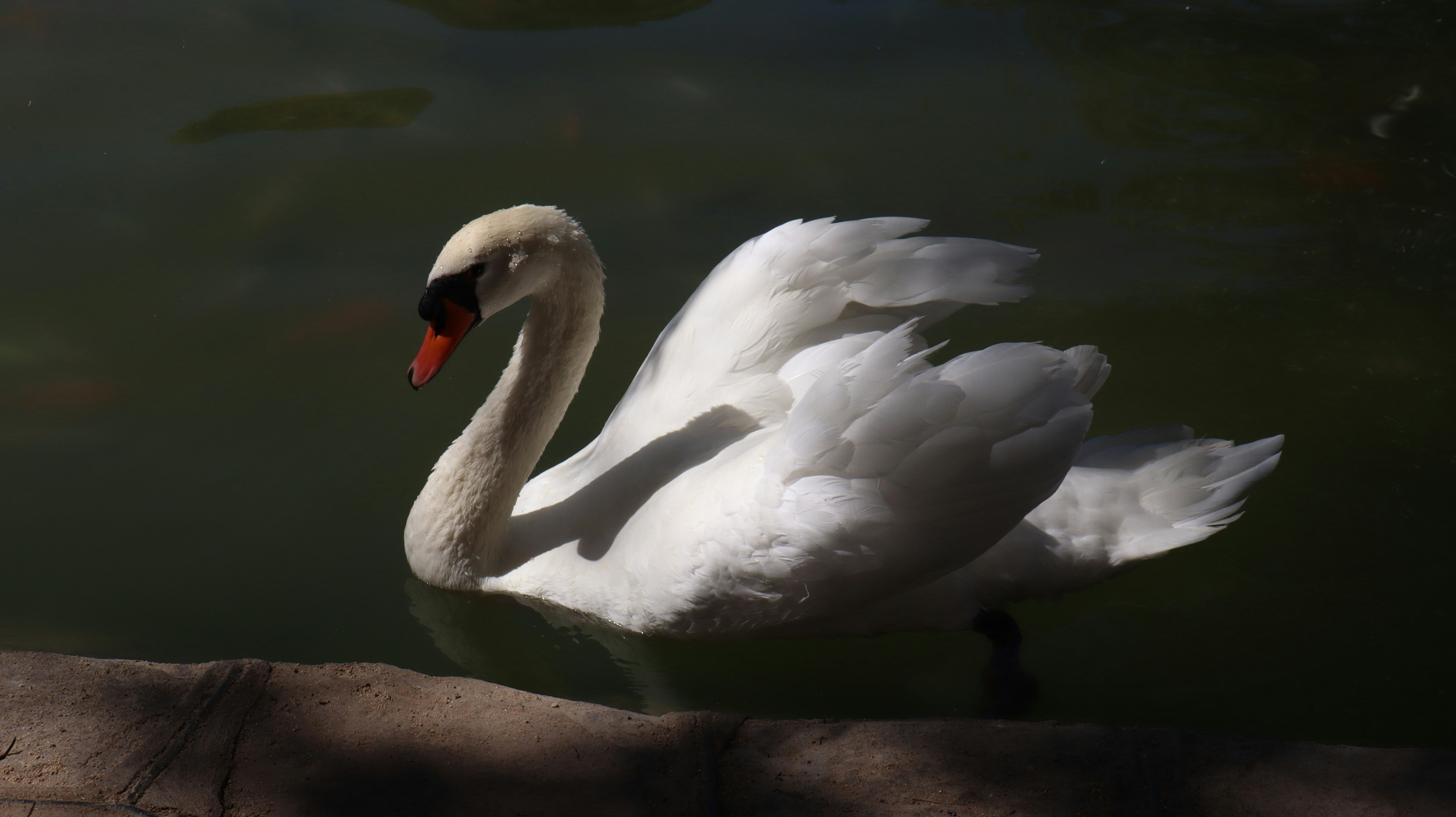 Un cisne blanco flotando sobre un cuerpo de agua
