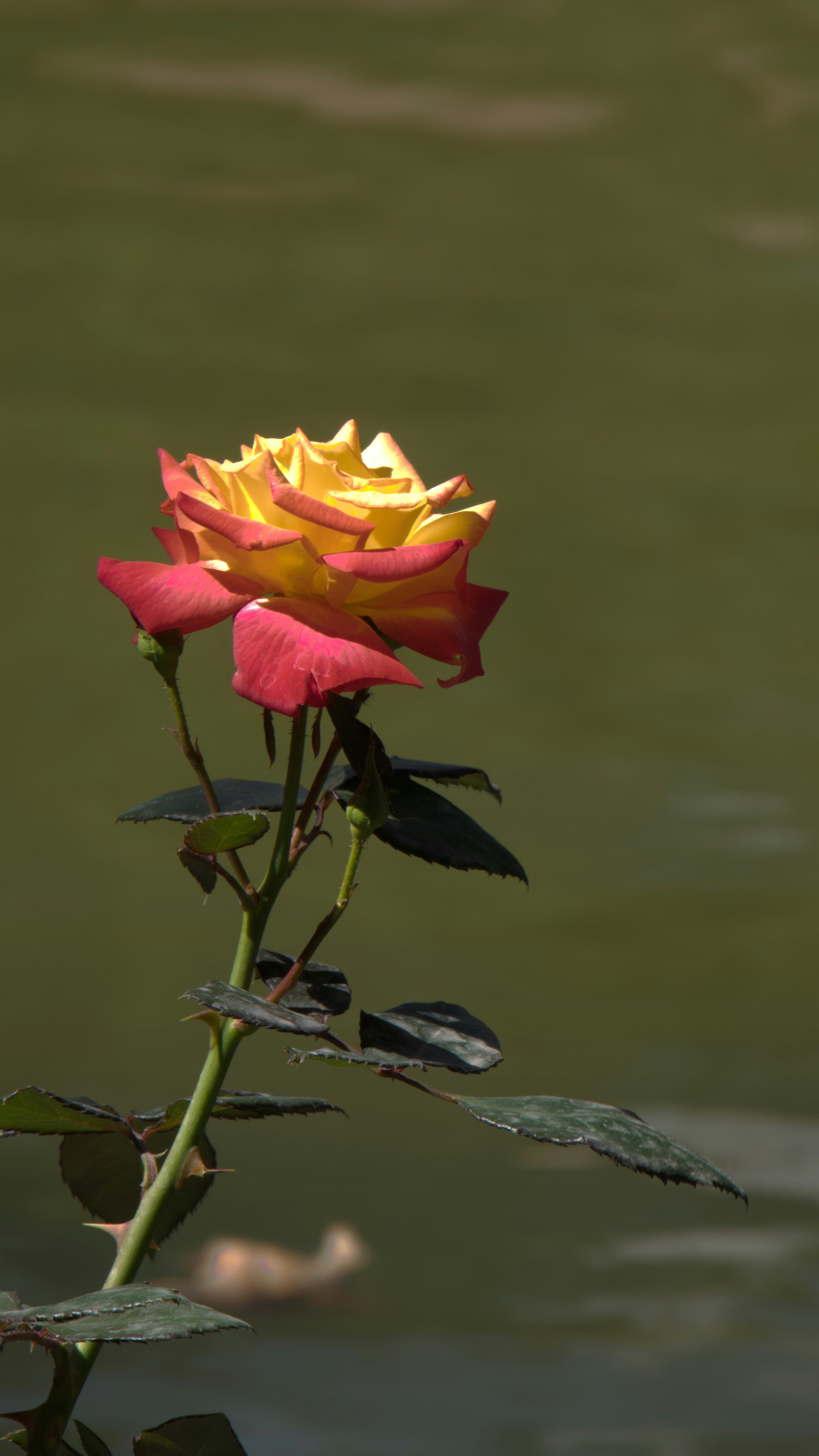 Una rosa amarilla y roja está en el agua