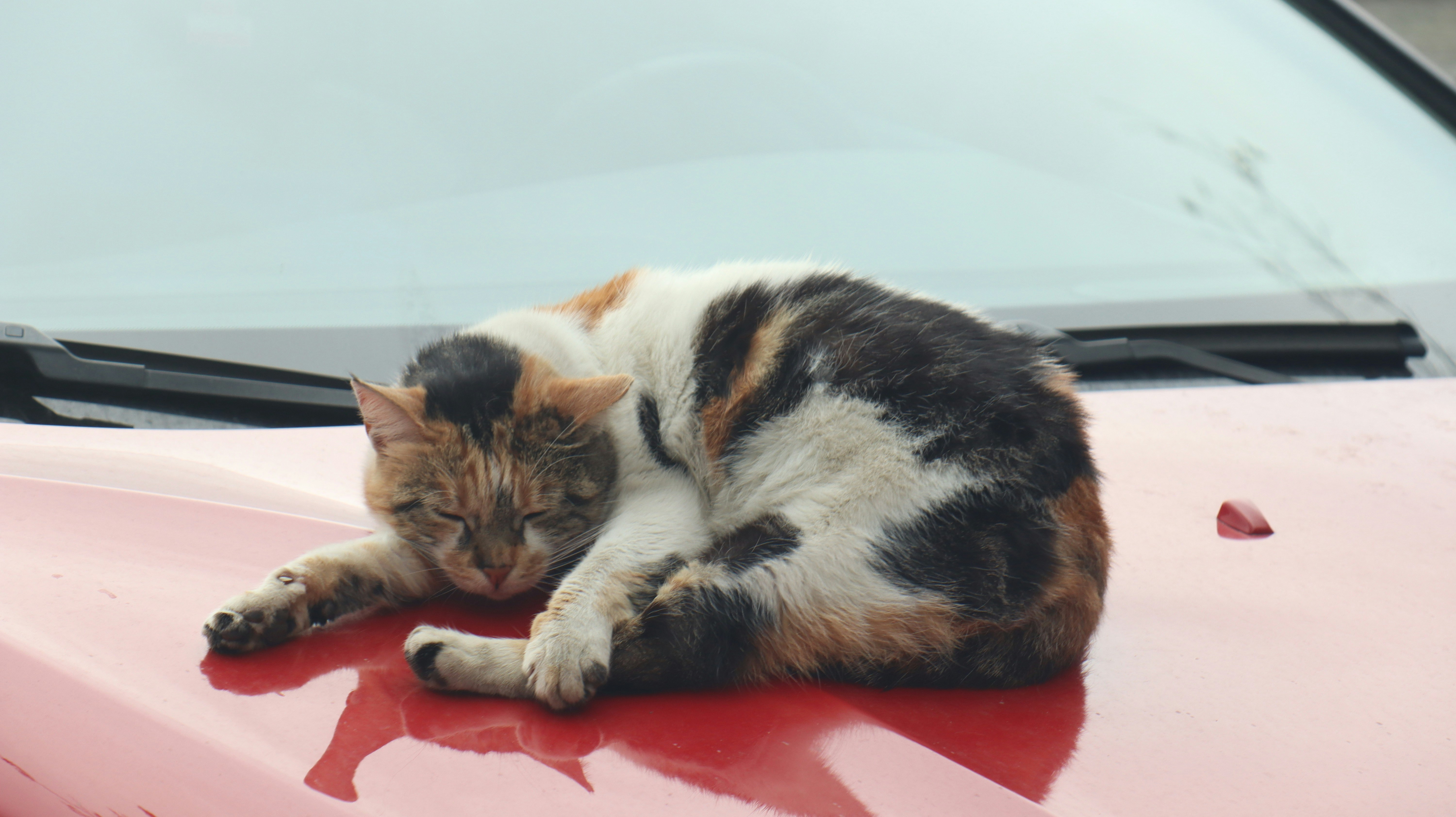 Un gato acostado encima de un coche rojo