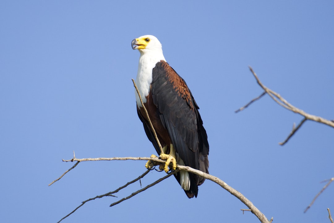 a bald eagle perched on top of a tree branch, African fish eagle looking for prey