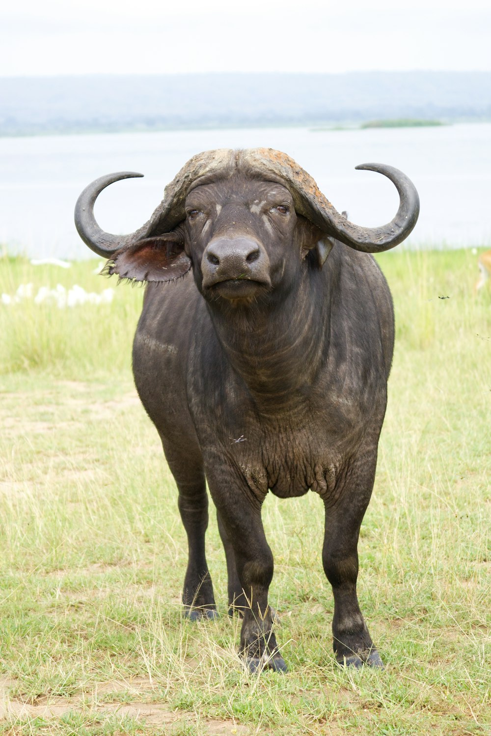 a bull with large horns standing in a field