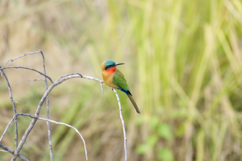 a small colorful bird sitting on a branch