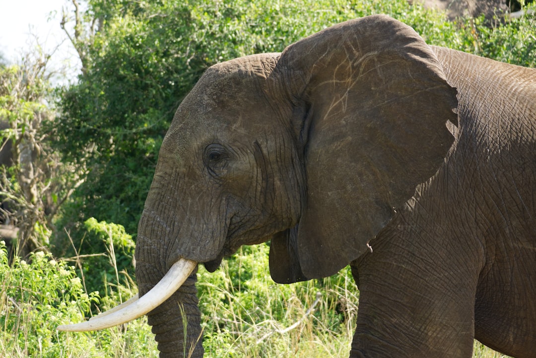 an elephant with long tusks standing in a field, Elephant in Murchison falls national park