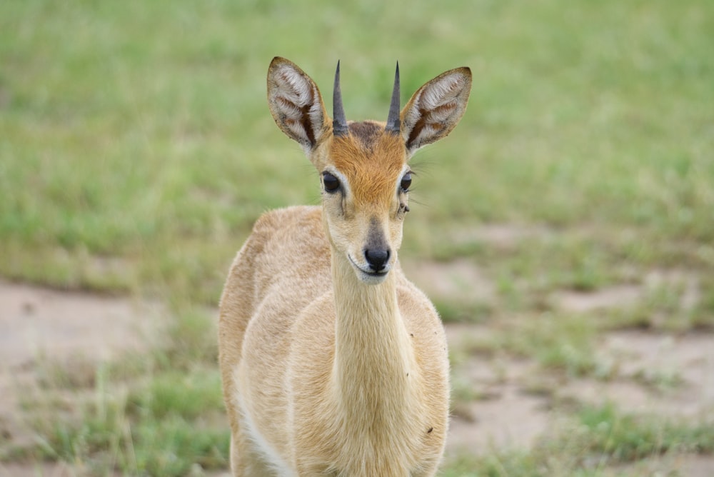 a small antelope standing in a grassy field