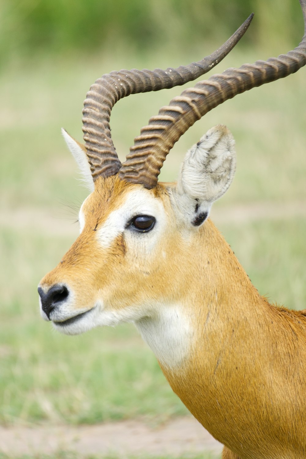 a close up of a deer with very long horns