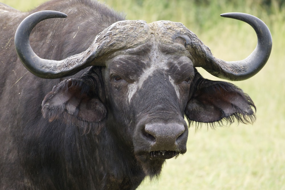 a close up of a bull with large horns