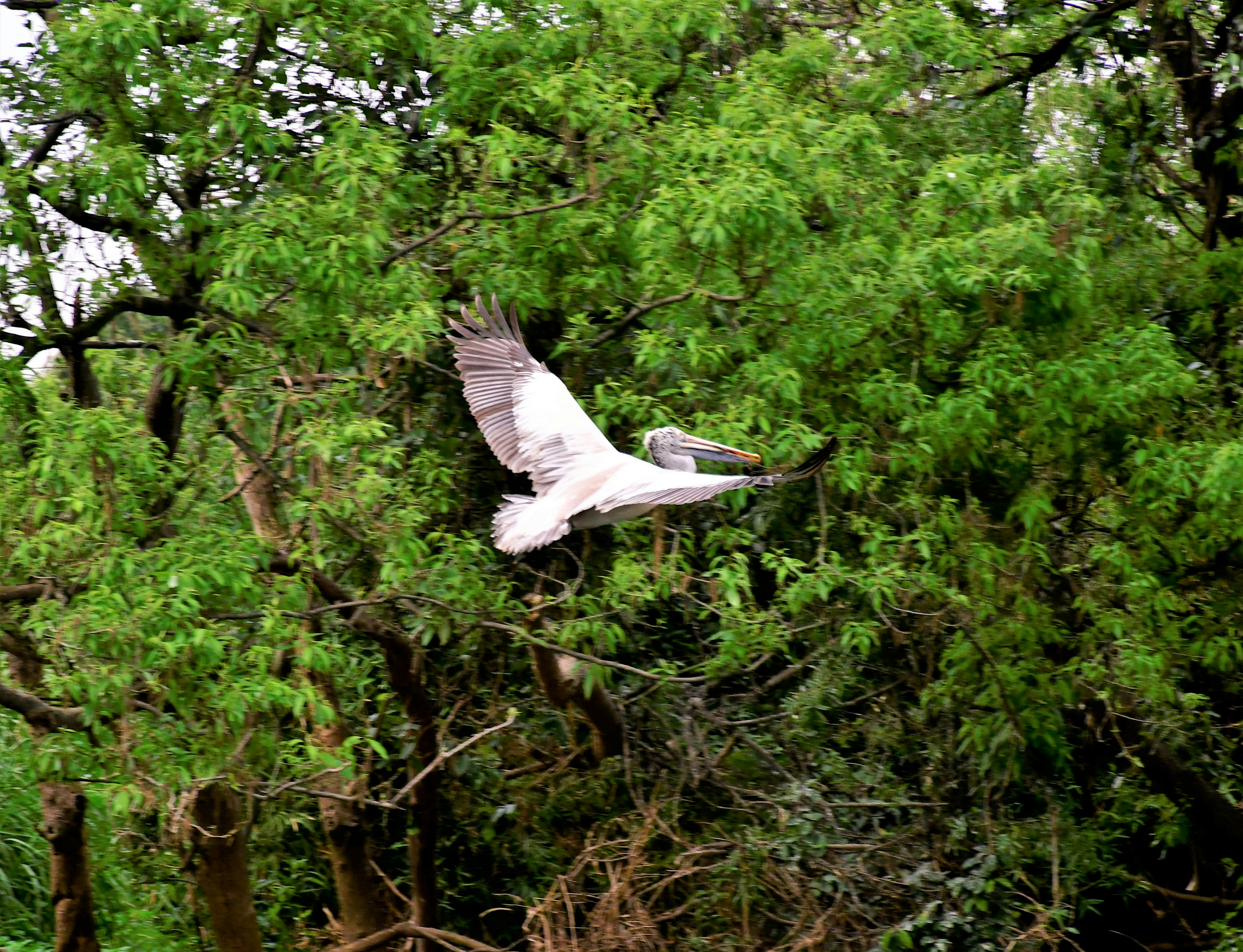A white bird flying over a lush green forest photo – Free Bird Image on ...