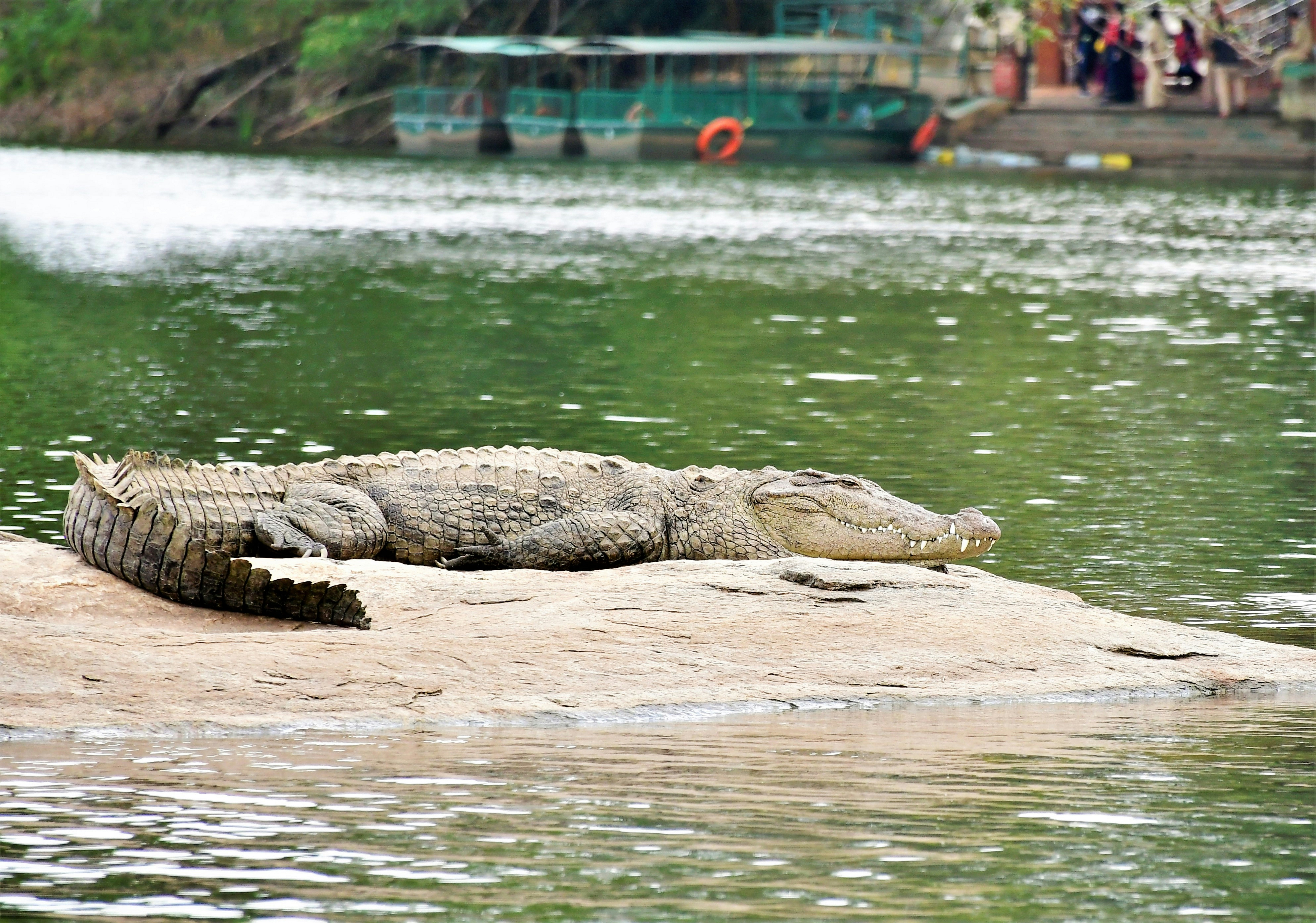 Urban Expansion and Habitat Destruction (image credits: unsplash)