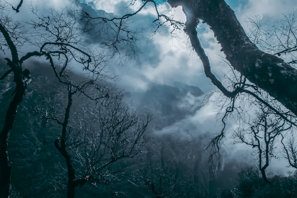 Une forêt remplie de beaucoup d’arbres couverts de neige